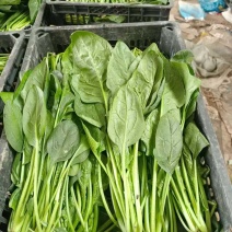 电商、食堂精品小菠菜