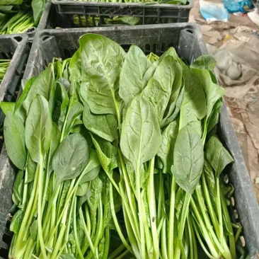 电商、食堂精品小菠菜