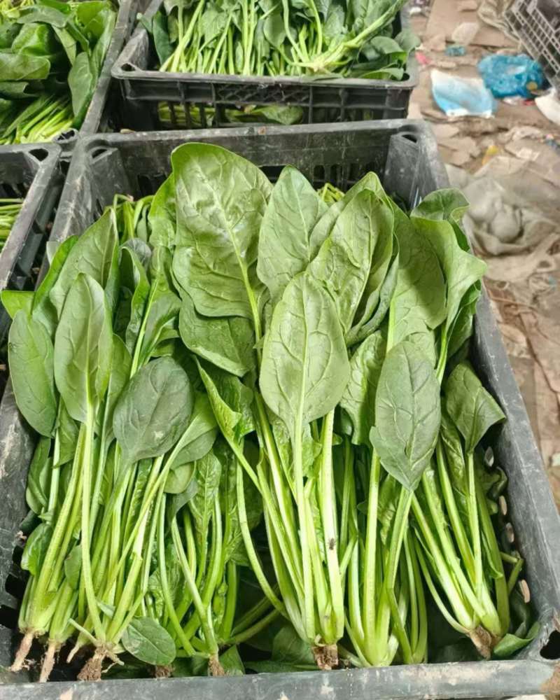 电商、食堂精品小菠菜