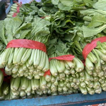 精品小白菜