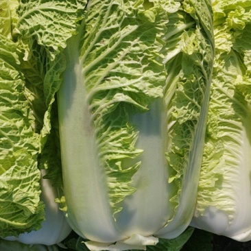 大白菜