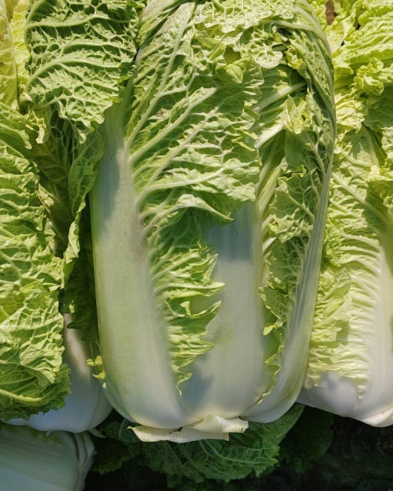 大白菜