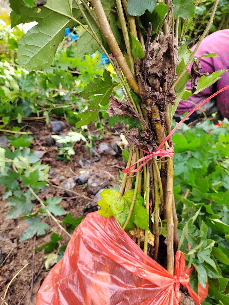 枫香袋苗