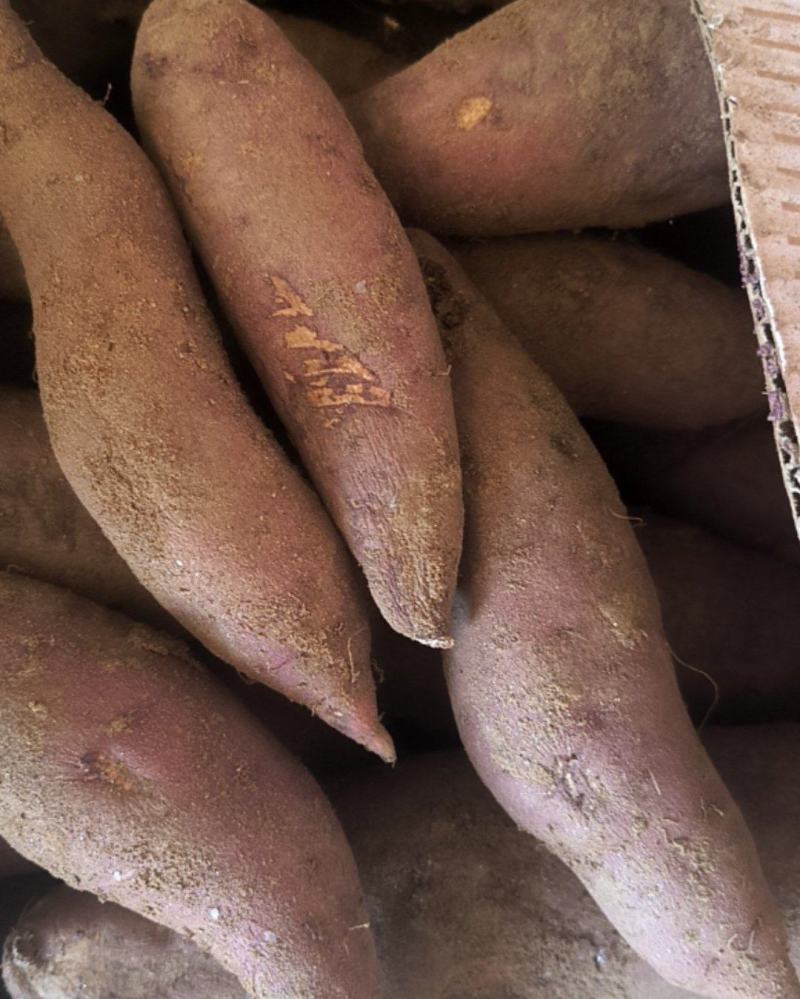 烟薯，西瓜红地瓜