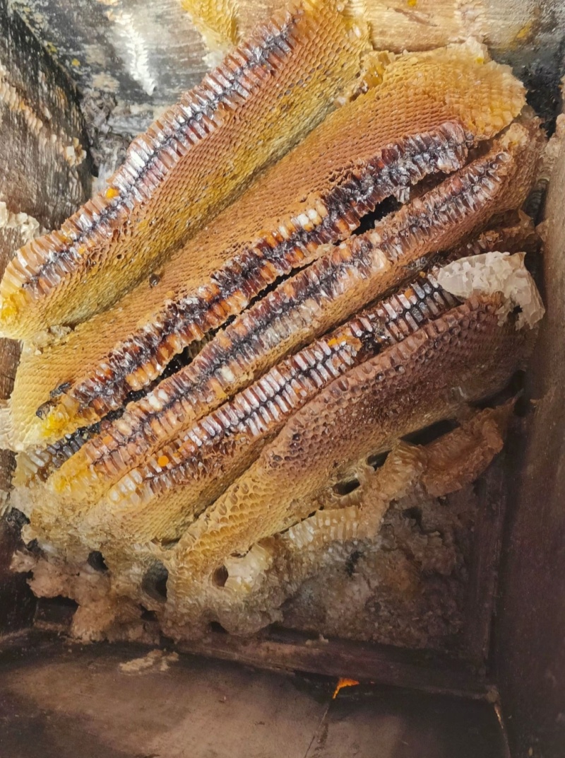 甘肃农村土蜂蜜，纯度100%，0添加，假一赔百。