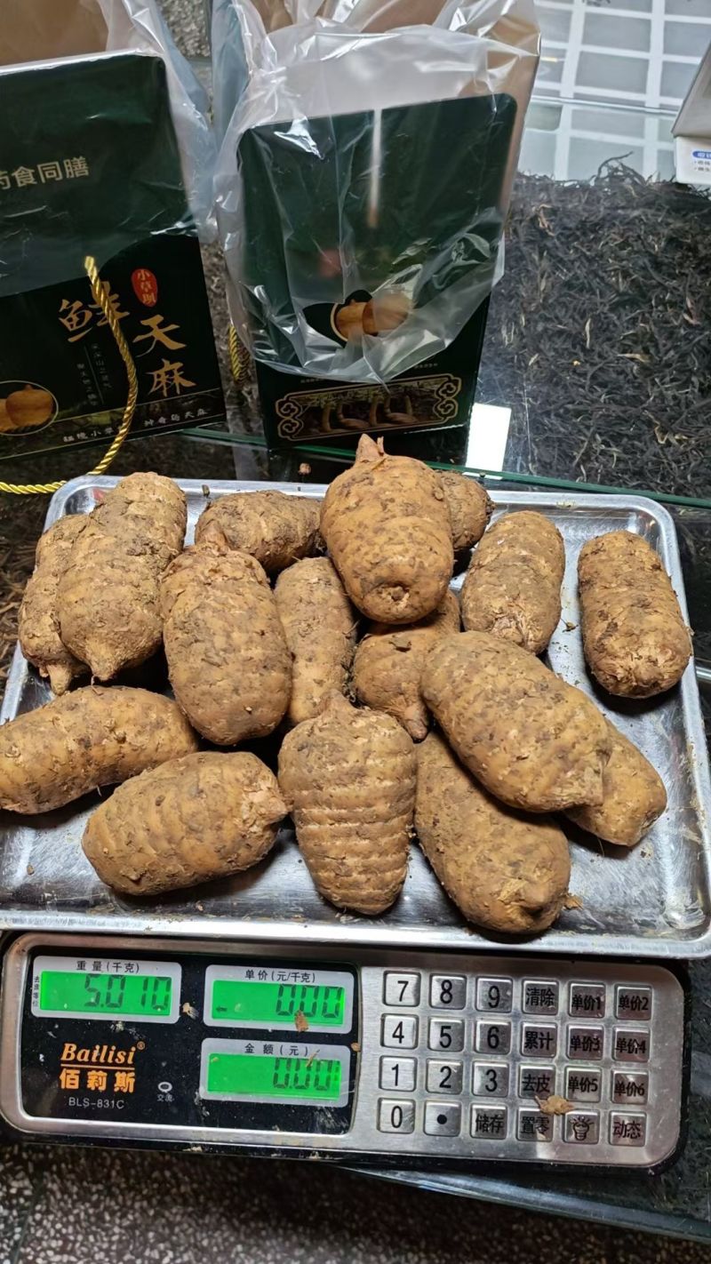 昭通天麻