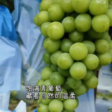 阳光玫瑰葡萄