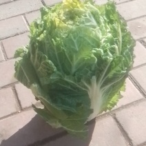 东北五常大白菜