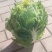 东北五常大白菜