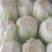 内蒙抱头白白菜