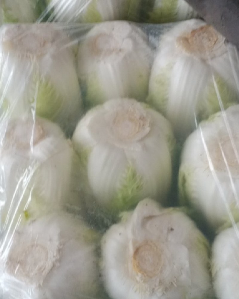 内蒙抱头白白菜