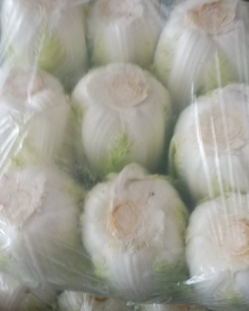 内蒙抱头白白菜