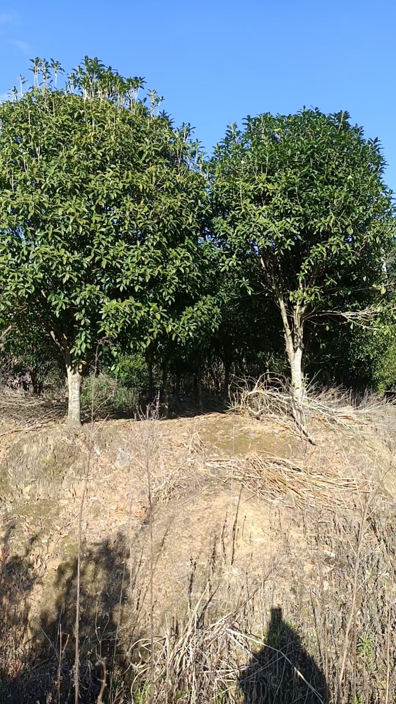 丹桂和血桂