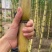 福安青皮甘蔗
