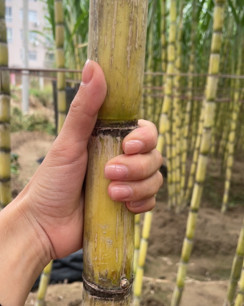 福安青皮甘蔗