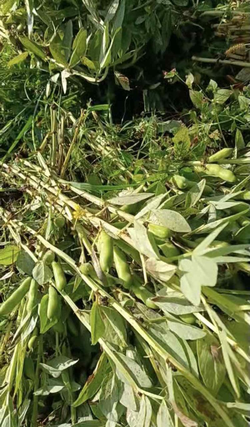 新鲜蚕豆！稀缺热卖，能定金上车结尾款的来谈微D8Y8F8S8