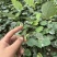 子育苗高萌发柔毛淫羊藿种苗