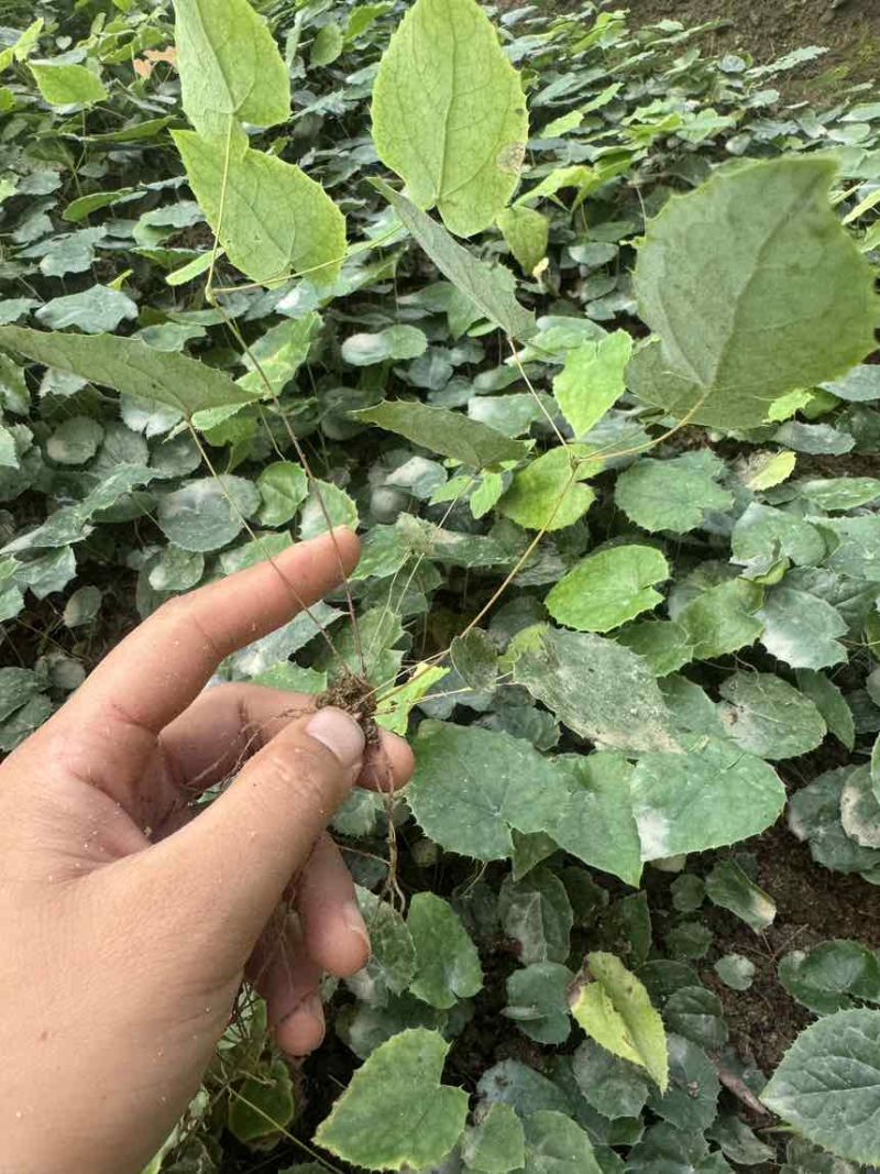 子育苗高萌发柔毛淫羊藿种苗