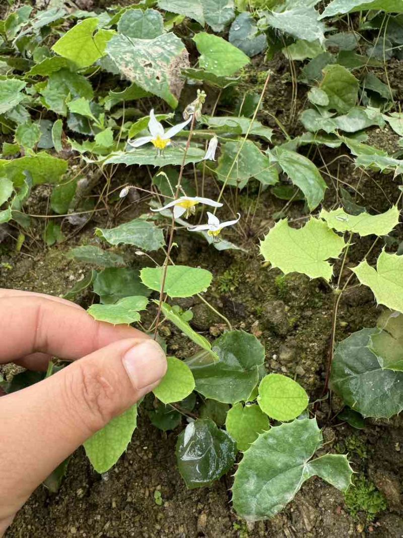 子育苗高萌发柔毛淫羊藿种苗