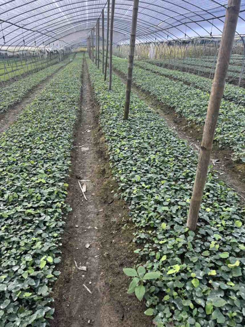子育苗高萌发柔毛淫羊藿种苗