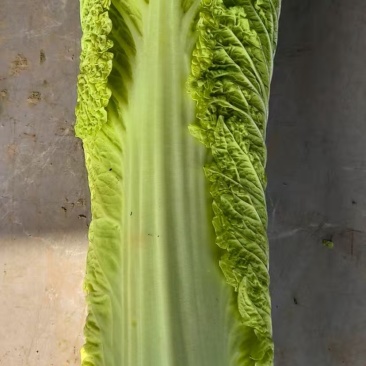 秋绿白菜🥬