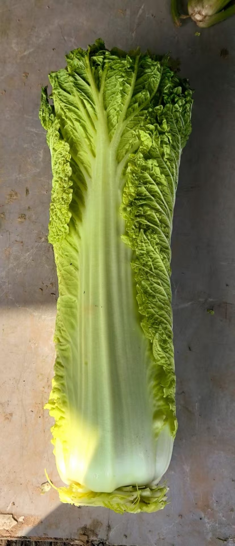 秋绿白菜🥬