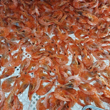 大连虾干
