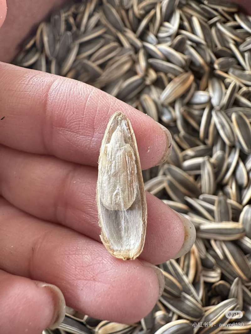 葵花籽电商