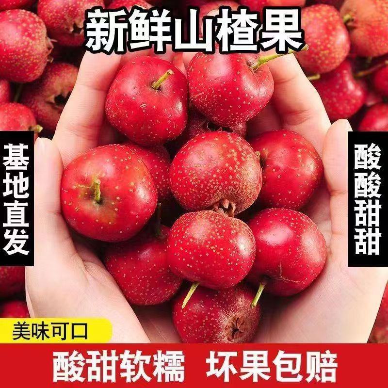 沂蒙山万亩山楂基地直供，品质保证，欢迎洽谈！