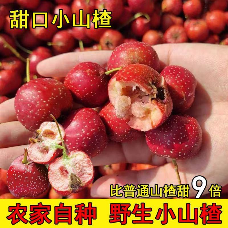 沂蒙山万亩山楂基地直供，品质保证，欢迎洽谈！