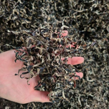 木耳丝白背黑木耳丝黑木耳丝木耳头茬木耳丝