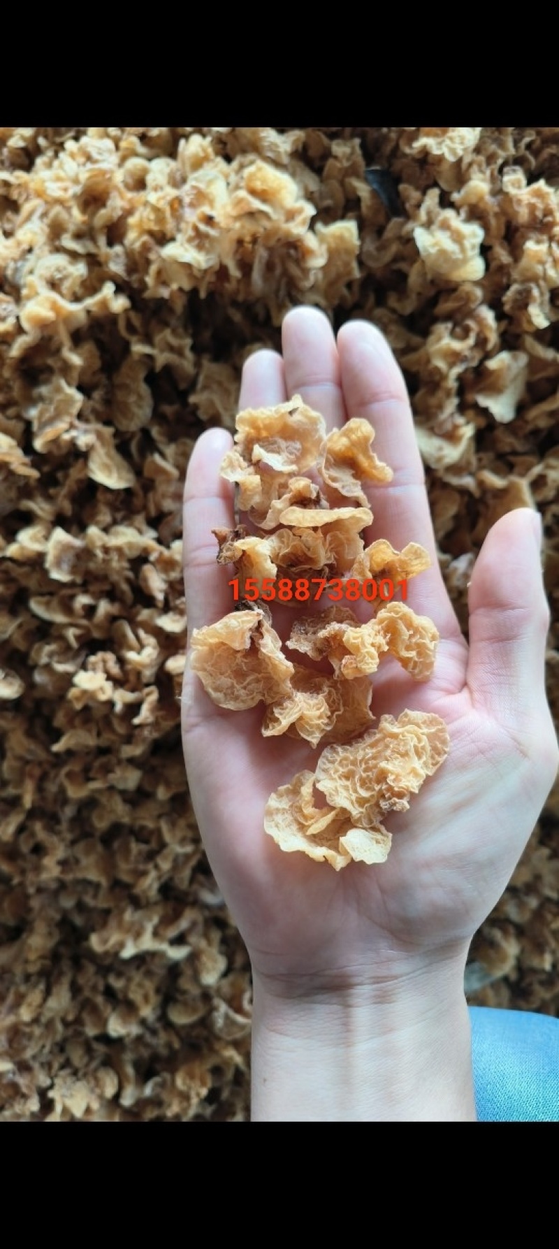 羊肚耳沙耳竹毛肚珍珠菌兔耳菌