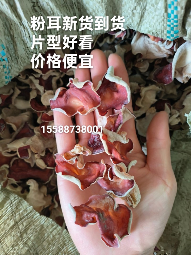 粉木耳贵妃木耳粉耳贵妃耳红木耳