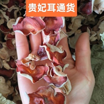 粉木耳贵妃木耳粉耳贵妃耳红木耳