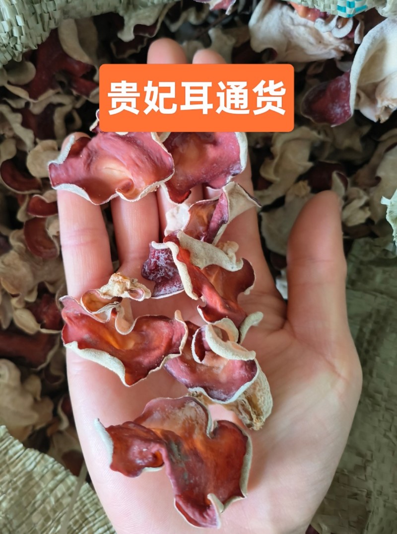 粉木耳贵妃木耳粉耳贵妃耳红木耳