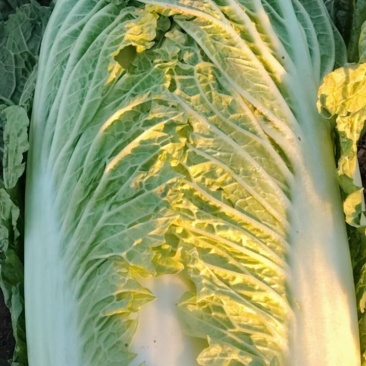 卖包心菜