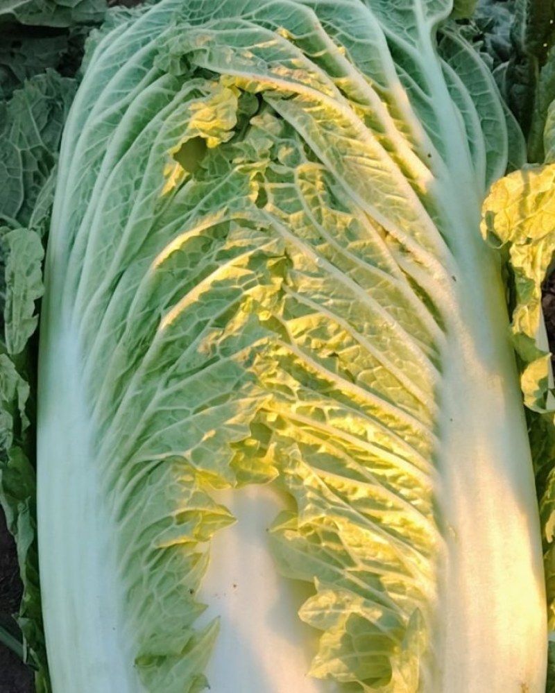 卖包心菜