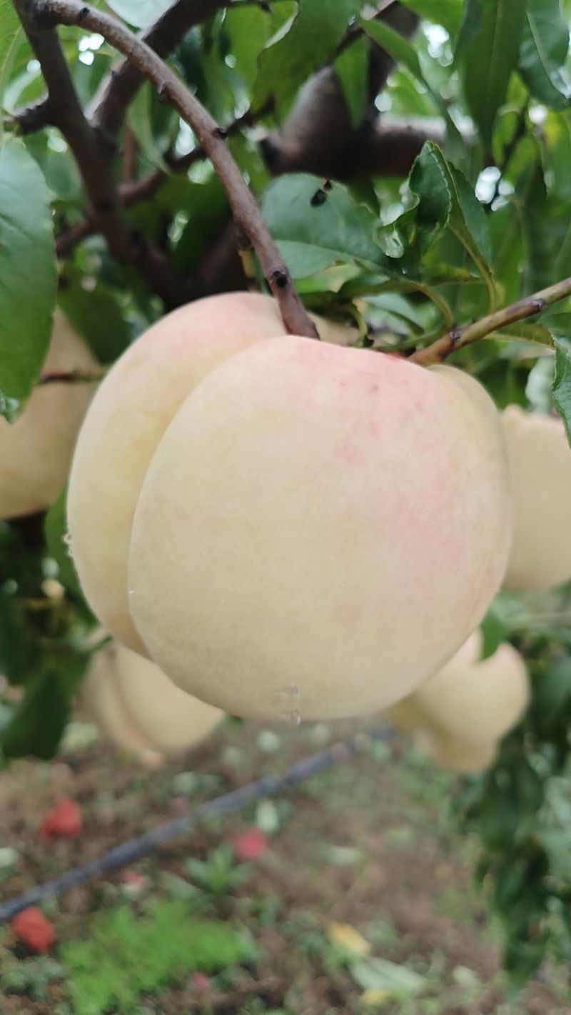 冬桃