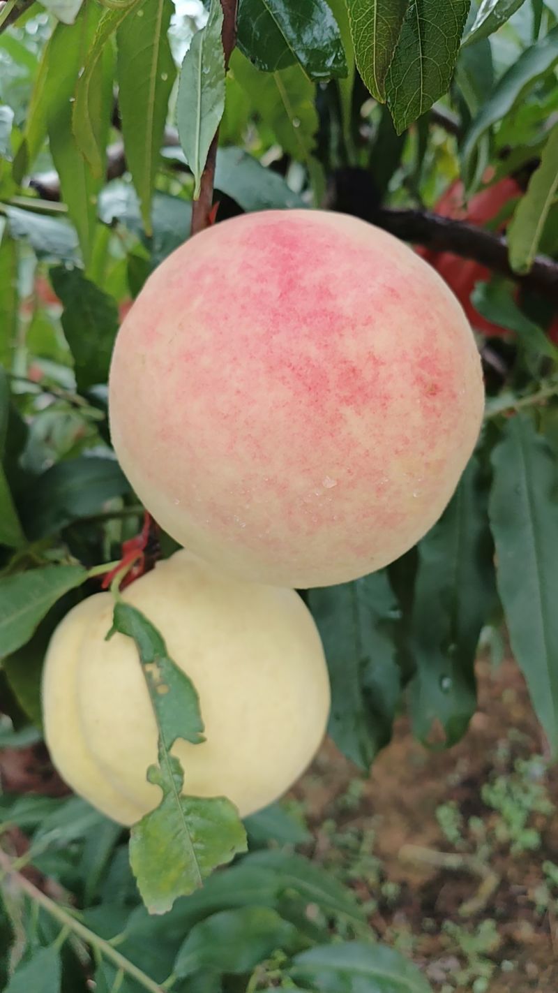 冬桃