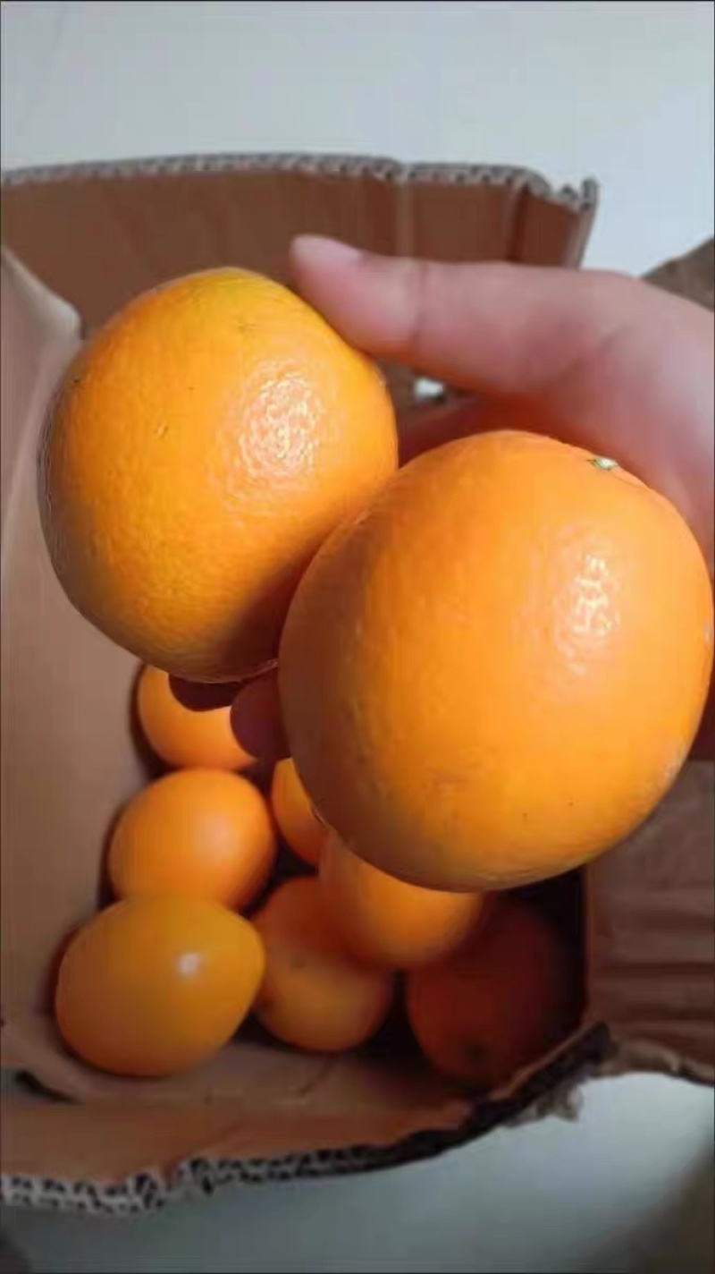 正宗江西赣南脐橙