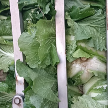 云南丽江大白菜