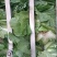 云南丽江大白菜