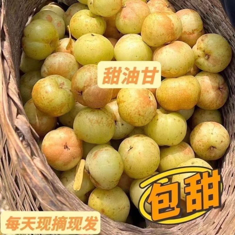 油柑