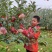 红富士苹果延安