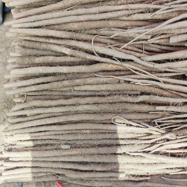 铁棍山药，