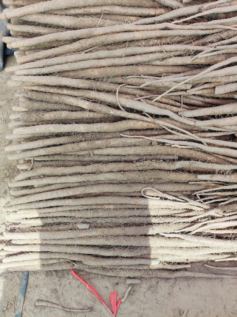 铁棍山药，