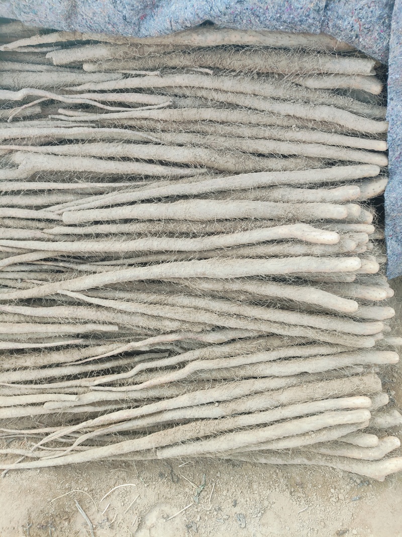 铁棍山药，