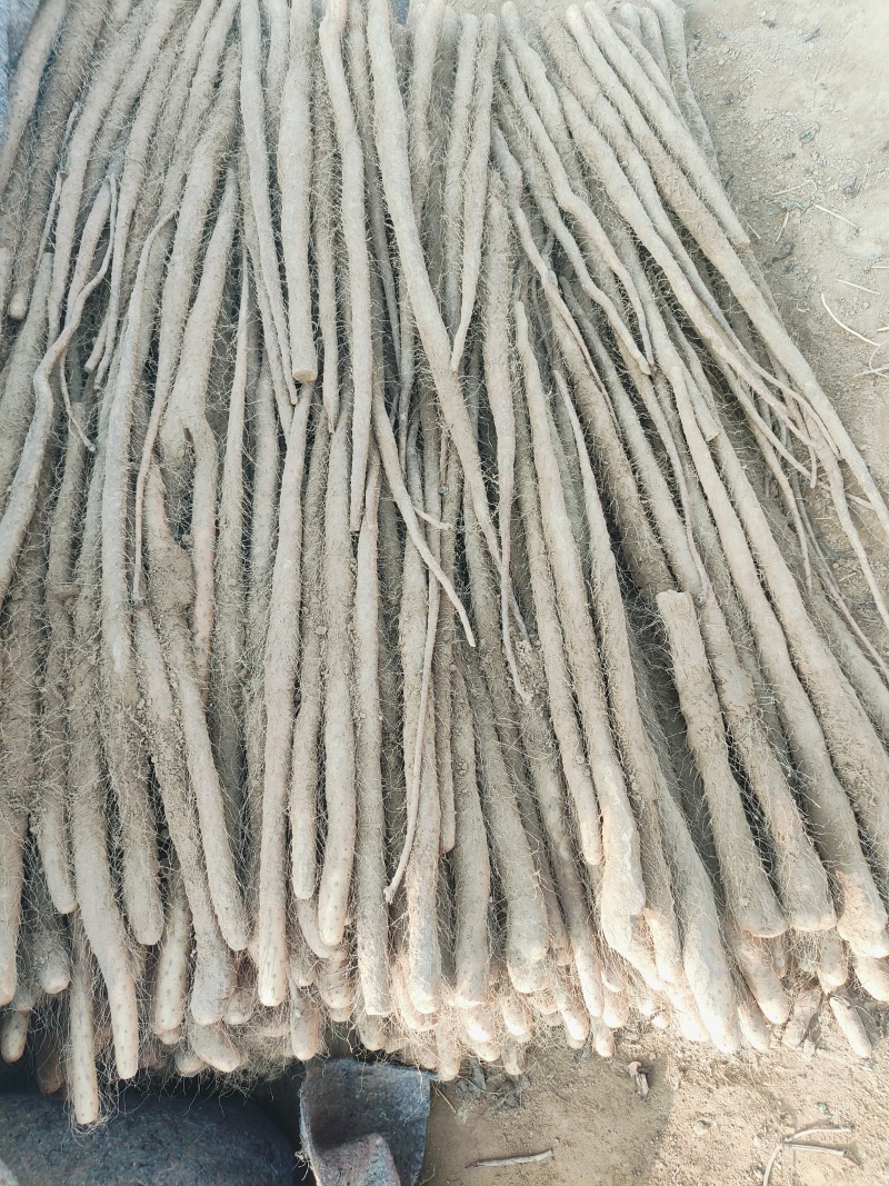 铁棍山药，