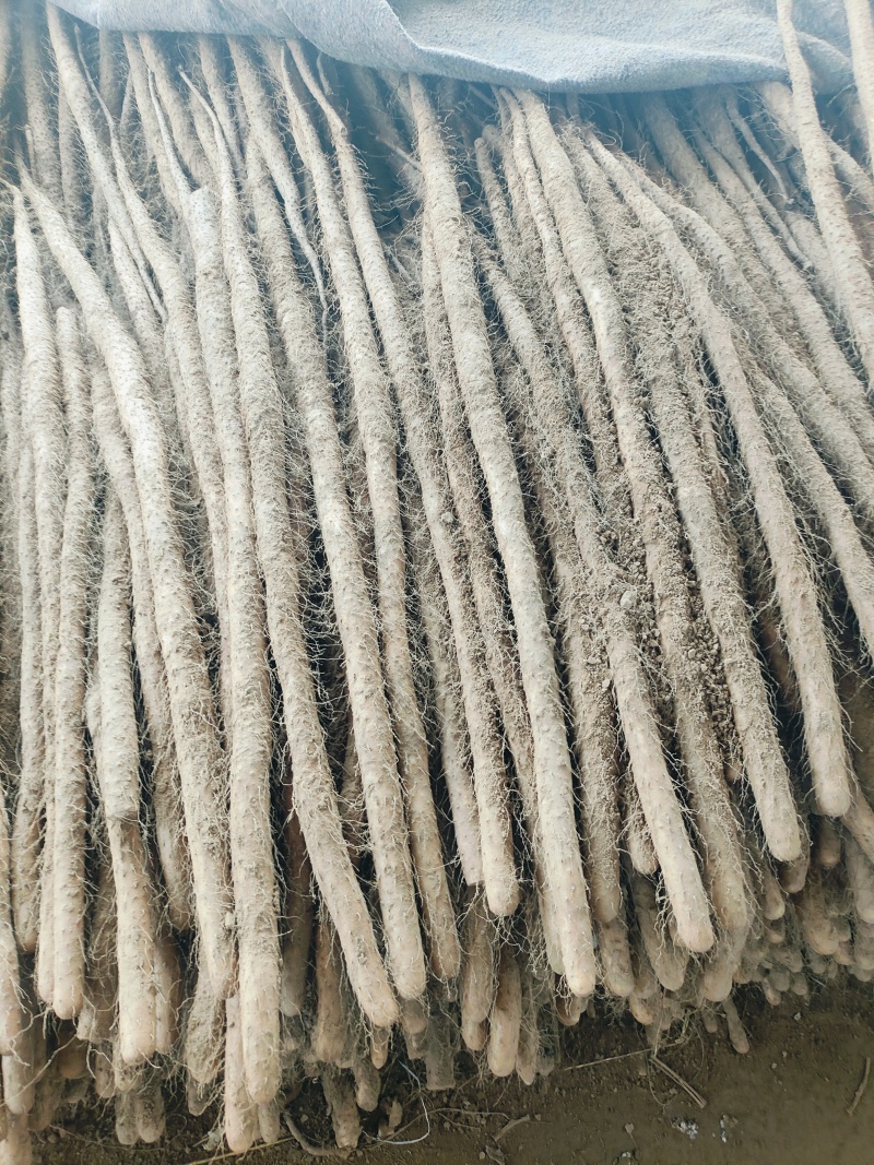 铁棍山药，