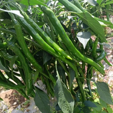 各种辣椒蔬菜